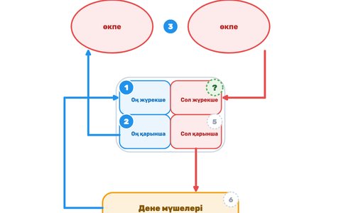 Игра «Кровообращение» — как она выглядит на доске